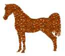 Arabian horse