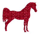 Arabian horse
