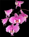 orchids