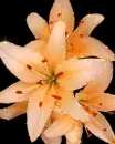 orange lilies
