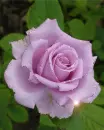 purple rose