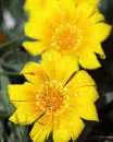 yellow flowers