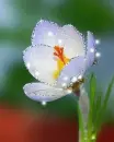 white flower