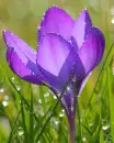 purple crocus