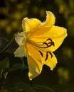 yellow Lily