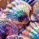 iridescent shells