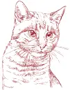 cat