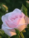 pink rose