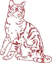 cat