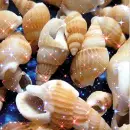 sea shells
