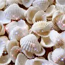 sea shells