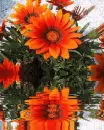 orange flowers