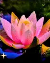 water lily