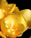 yellow flowers