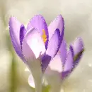 Crocus
