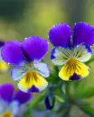 pansies