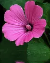 pink flower