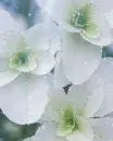 white flowers
