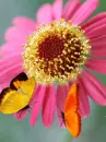 pink flower and butterflies