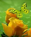 butterfly and roses