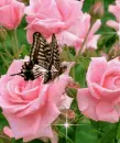 butterfly and roses