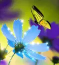 butterfly and flowers