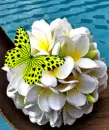 butterfly and flowers