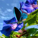 butterfly and flowers