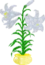 Easter lily