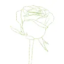 rose