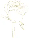 rose