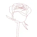 rose