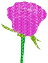 rose
