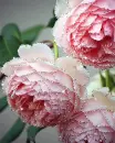 pretty flowers