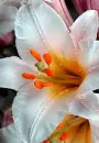 white Lily