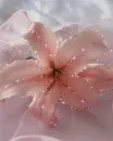 pink Lily