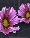 purple flowers