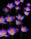 purple Crocus