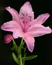 pink Lily