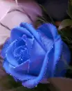 blue Rose