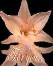 peach Lily