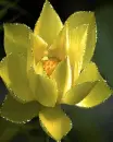 yellow flower