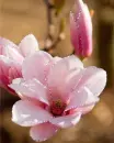 pink flowers