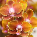 orange Orchids