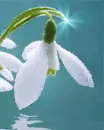 white flowers