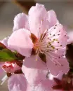 cherry blossom
