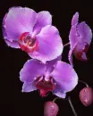 orchids