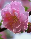 pink flower