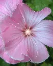 pink flower