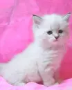 cute kitty